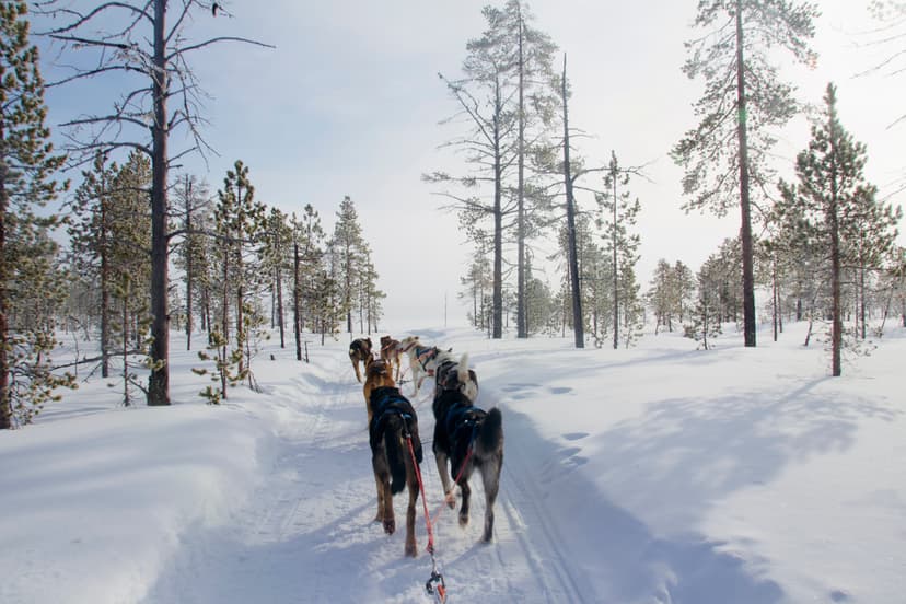 Musher for one day- Lunch tour